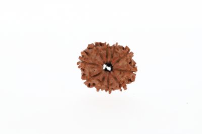 Rudraksha 10 Mukhi Brown -2.84 Grams Weight - Origin - Nepal