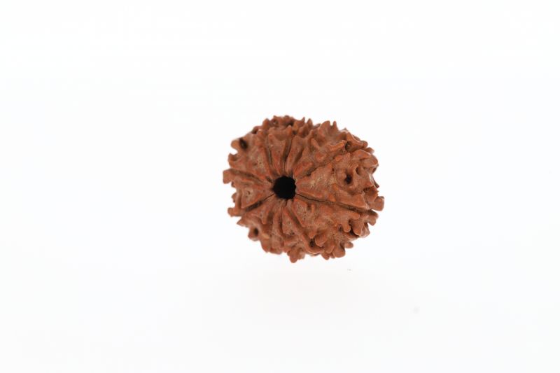 Rudraksha 10 Mukhi Brown -2.84 Grams Weight - Origin - Nepal
