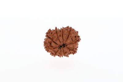 Rudraksha 10 Mukhi Brown -2.84 Grams Weight - Origin - Nepal