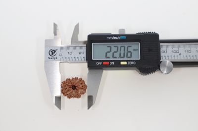 Rudraksha 10 Mukhi Brown -2.84 Grams Weight - Origin - Nepal