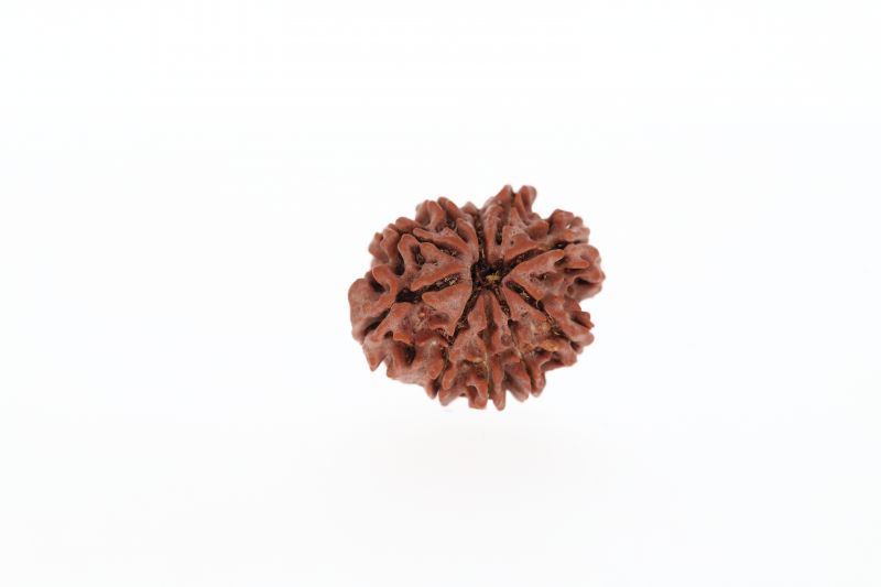 Rudraksha 10 Mukhi Brown - 3.04 Grams Weight - Origin - Nepal