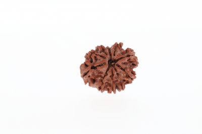 Rudraksha 10 Mukhi Brown - 3.04 Grams Weight - Origin - Nepal