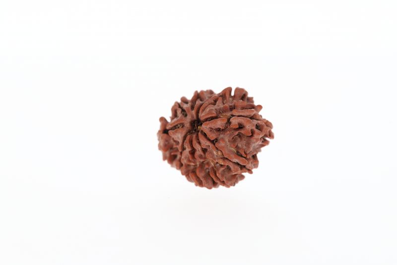 Rudraksha 10 Mukhi Brown - 3.04 Grams Weight - Origin - Nepal