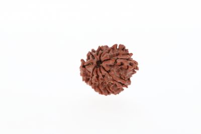 Rudraksha 10 Mukhi Brown - 3.04 Grams Weight - Origin - Nepal