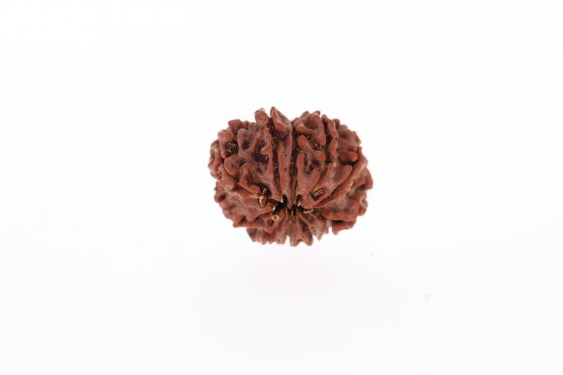 Rudraksha 10 Mukhi Brown - 3.04 Grams Weight - Origin - Nepal