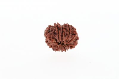 Rudraksha 10 Mukhi Brown - 3.04 Grams Weight - Origin - Nepal