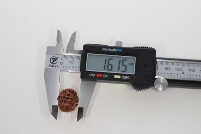 Rudraksha 10 Mukhi Brown - 3.04 Grams Weight - Origin - Nepal