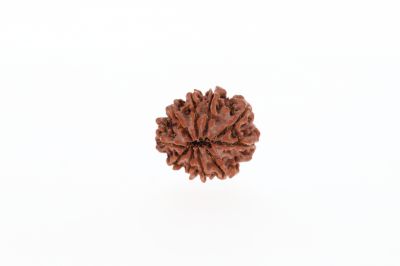 Rudraksha 10 Mukhi Brown -2.52 Grams Weight - Origin - Nepal