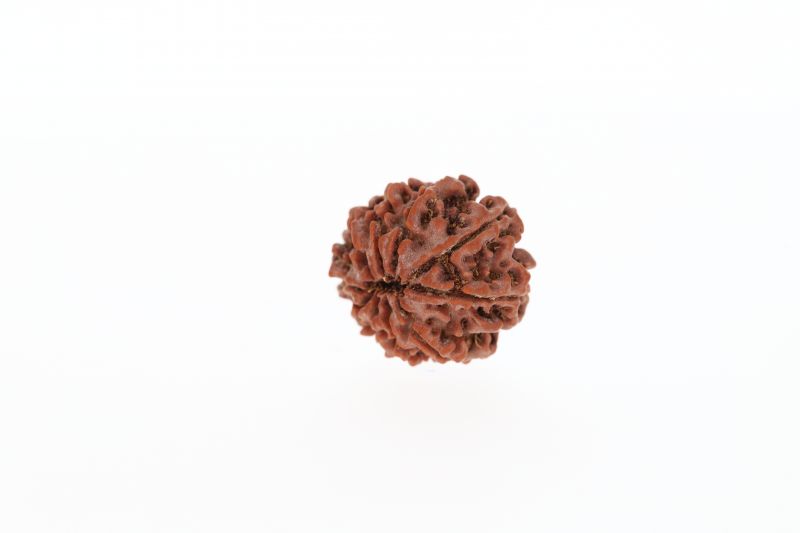 Rudraksha 10 Mukhi Brown -2.52 Grams Weight - Origin - Nepal