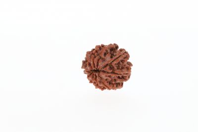 Rudraksha 10 Mukhi Brown -2.52 Grams Weight - Origin - Nepal
