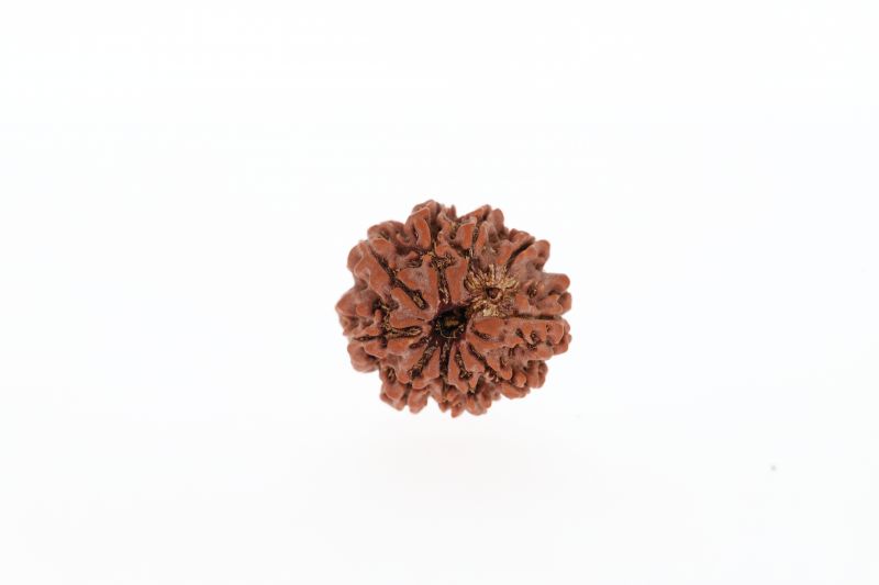 Rudraksha 10 Mukhi Brown -2.52 Grams Weight - Origin - Nepal