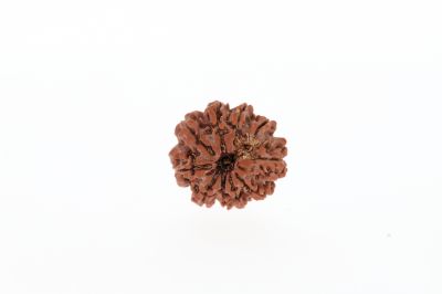 Rudraksha 10 Mukhi Brown -2.52 Grams Weight - Origin - Nepal