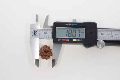 Rudraksha 10 Mukhi Brown -2.52 Grams Weight - Origin - Nepal