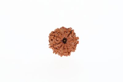 Rudraksha 10 Mukhi Brown - 2.32 Grams Weight - Origin - Nepal