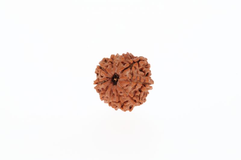 Rudraksha 10 Mukhi Brown - 2.32 Grams Weight - Origin - Nepal