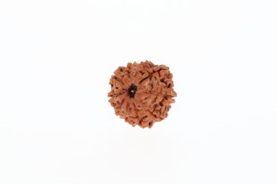 Rudraksha 10 Mukhi Brown - 2.32 Grams Weight - Origin - Nepal