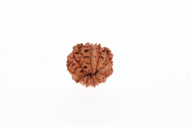 Rudraksha 10 Mukhi Brown - 2.32 Grams Weight - Origin - Nepal