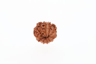 Rudraksha 10 Mukhi Brown - 2.32 Grams Weight - Origin - Nepal