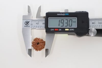 Rudraksha 10 Mukhi Brown - 2.32 Grams Weight - Origin - Nepal