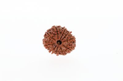 Rudraksha 10 Mukhi Brown - 2.89 Grams Weight - Origin - Nepal