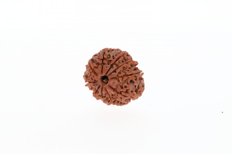 Rudraksha 10 Mukhi Brown - 2.89 Grams Weight - Origin - Nepal