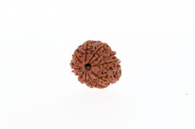 Rudraksha 10 Mukhi Brown - 2.89 Grams Weight - Origin - Nepal