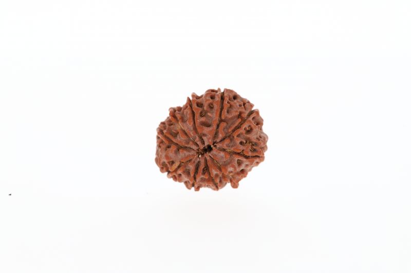 Rudraksha 10 Mukhi Brown - 2.89 Grams Weight - Origin - Nepal