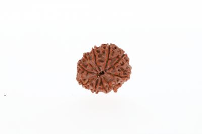 Rudraksha 10 Mukhi Brown - 2.89 Grams Weight - Origin - Nepal