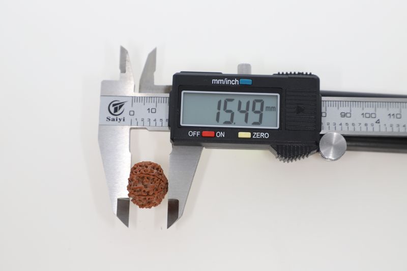 Rudraksha 10 Mukhi Brown - 2.89 Grams Weight - Origin - Nepal