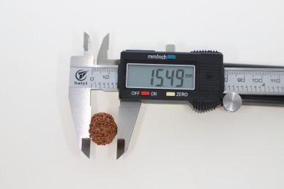 Rudraksha 10 Mukhi Brown - 2.89 Grams Weight - Origin - Nepal