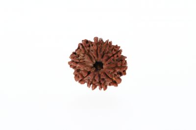 Natural 10 Mukhi Rudraksha - 3.20 Grams Weight - Origin - Nepal