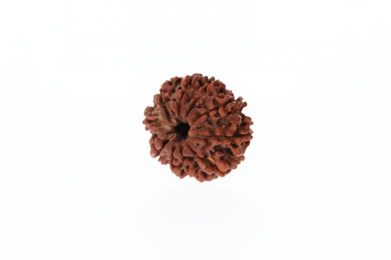 Natural 10 Mukhi Rudraksha - 3.20 Grams Weight - Origin - Nepal