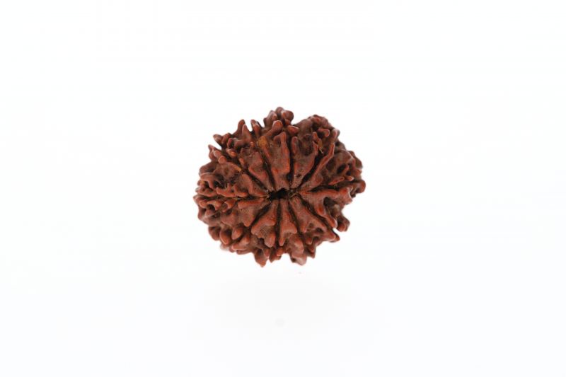 Natural 10 Mukhi Rudraksha - 3.20 Grams Weight - Origin - Nepal