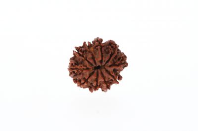 Natural 10 Mukhi Rudraksha - 3.20 Grams Weight - Origin - Nepal