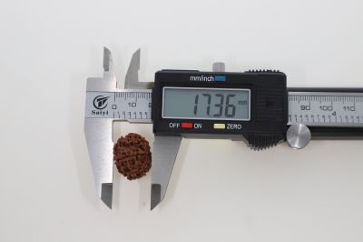Natural 10 Mukhi Rudraksha - 3.20 Grams Weight - Origin - Nepal