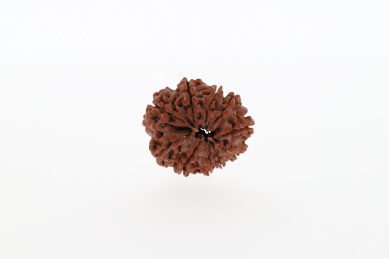 Natural 10 Mukhi Rudraksha -3.26 GramsWeight - Origin - Nepal