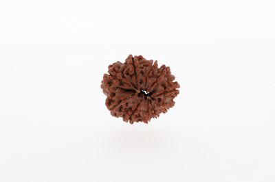 Natural 10 Mukhi Rudraksha -3.26 GramsWeight - Origin - Nepal