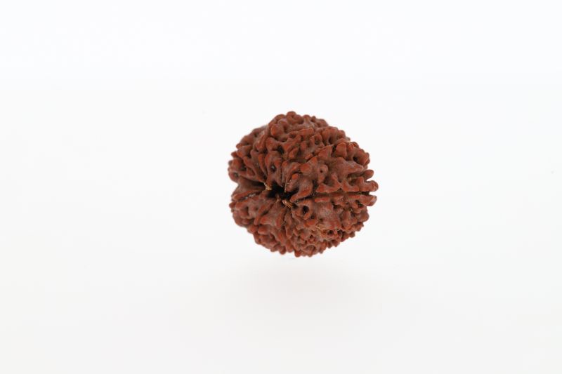 Natural 10 Mukhi Rudraksha -3.26 GramsWeight - Origin - Nepal