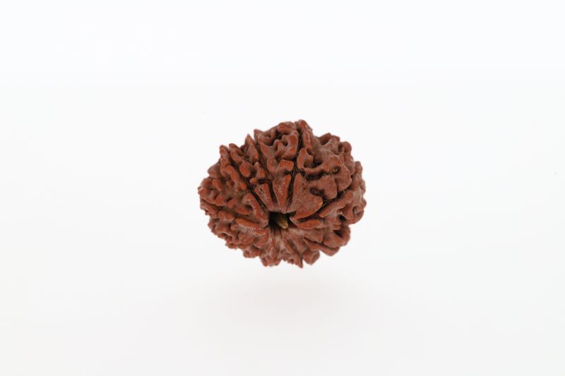 Natural 10 Mukhi Rudraksha -3.26 GramsWeight - Origin - Nepal