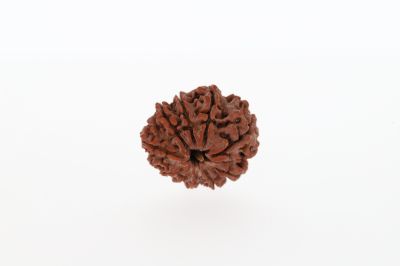 Natural 10 Mukhi Rudraksha -3.26 GramsWeight - Origin - Nepal