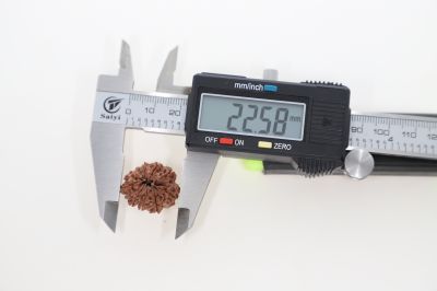 Natural 10 Mukhi Rudraksha -3.26 GramsWeight - Origin - Nepal