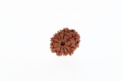 Natural 10 Mukhi Rudraksha - 2.22 Grams Weight - Origin - Nepal