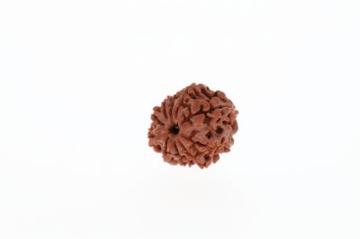 Natural 10 Mukhi Rudraksha - 2.22 Grams Weight - Origin - Nepal