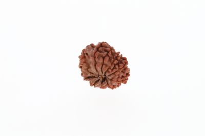 Natural 10 Mukhi Rudraksha - 2.22 Grams Weight - Origin - Nepal