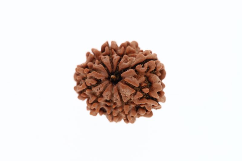 Natural 11 Mukhi Rudraksha - 2.95 Grams Weight - Origin - Nepal