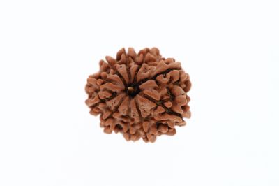 Natural 11 Mukhi Rudraksha - 2.95 Grams Weight - Origin - Nepal