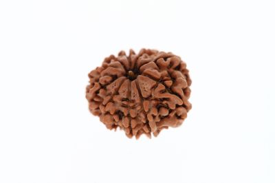 Natural 11 Mukhi Rudraksha - 2.95 Grams Weight - Origin - Nepal