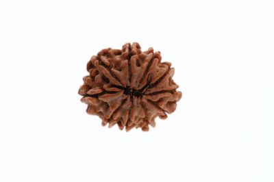 Natural 11 Mukhi Rudraksha - 2.95 Grams Weight - Origin - Nepal