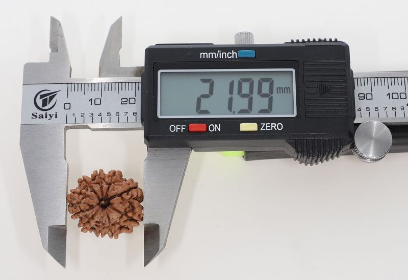 Natural 11 Mukhi Rudraksha - 2.95 Grams Weight - Origin - Nepal