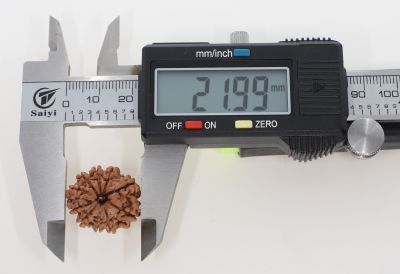 Natural 11 Mukhi Rudraksha - 2.95 Grams Weight - Origin - Nepal